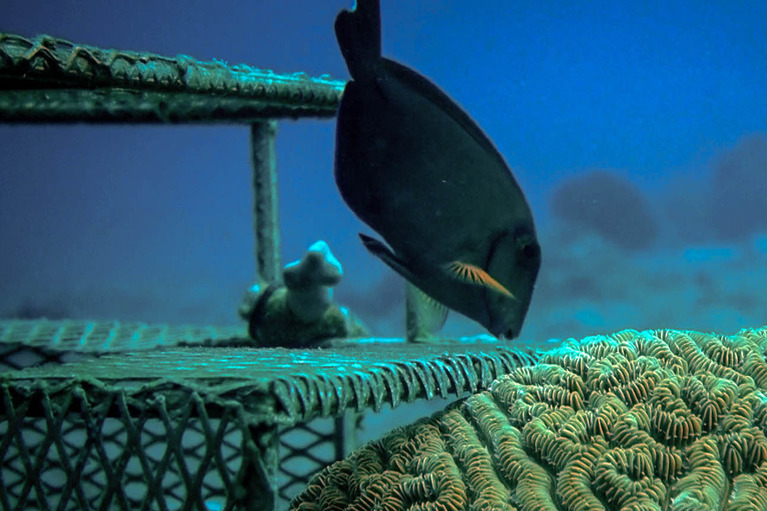 CCell renewable coral