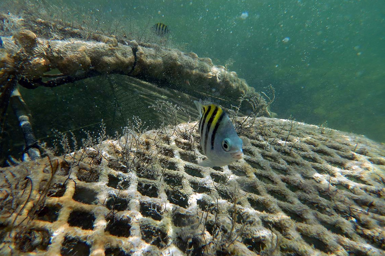 CCell reef growing system image