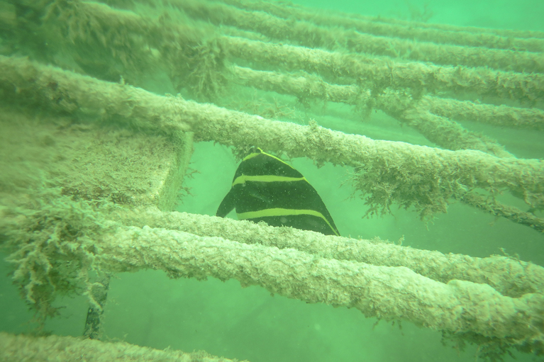 Coral reef with fish image