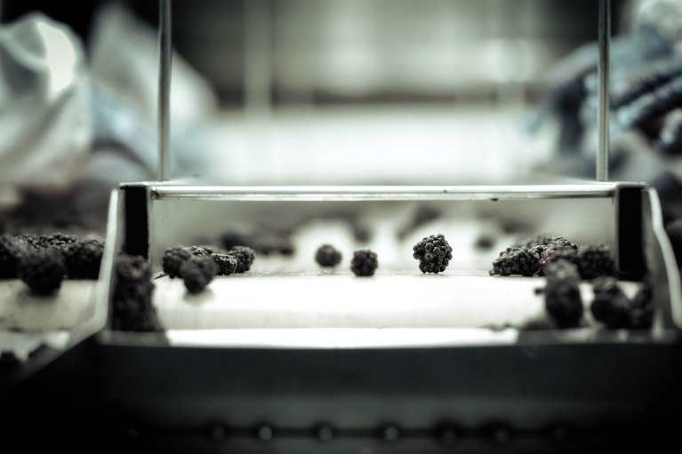 Optical Sorting Machine